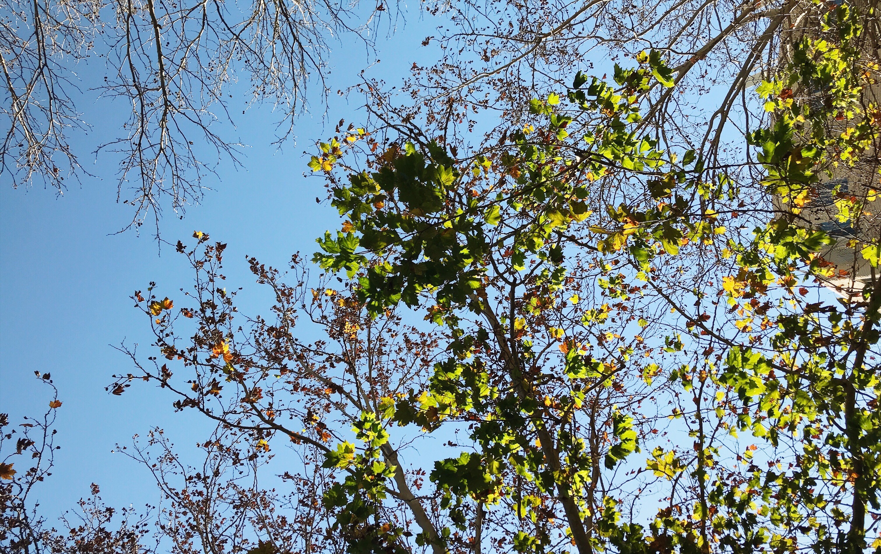 The Oak and The Lily